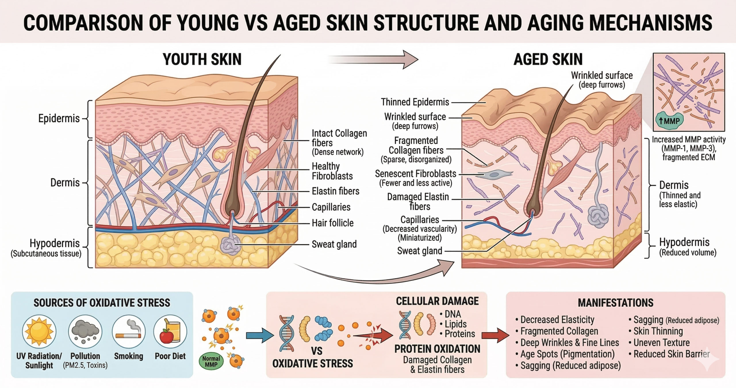 comparación entre piel joven y piel envejecida estructura cutánea